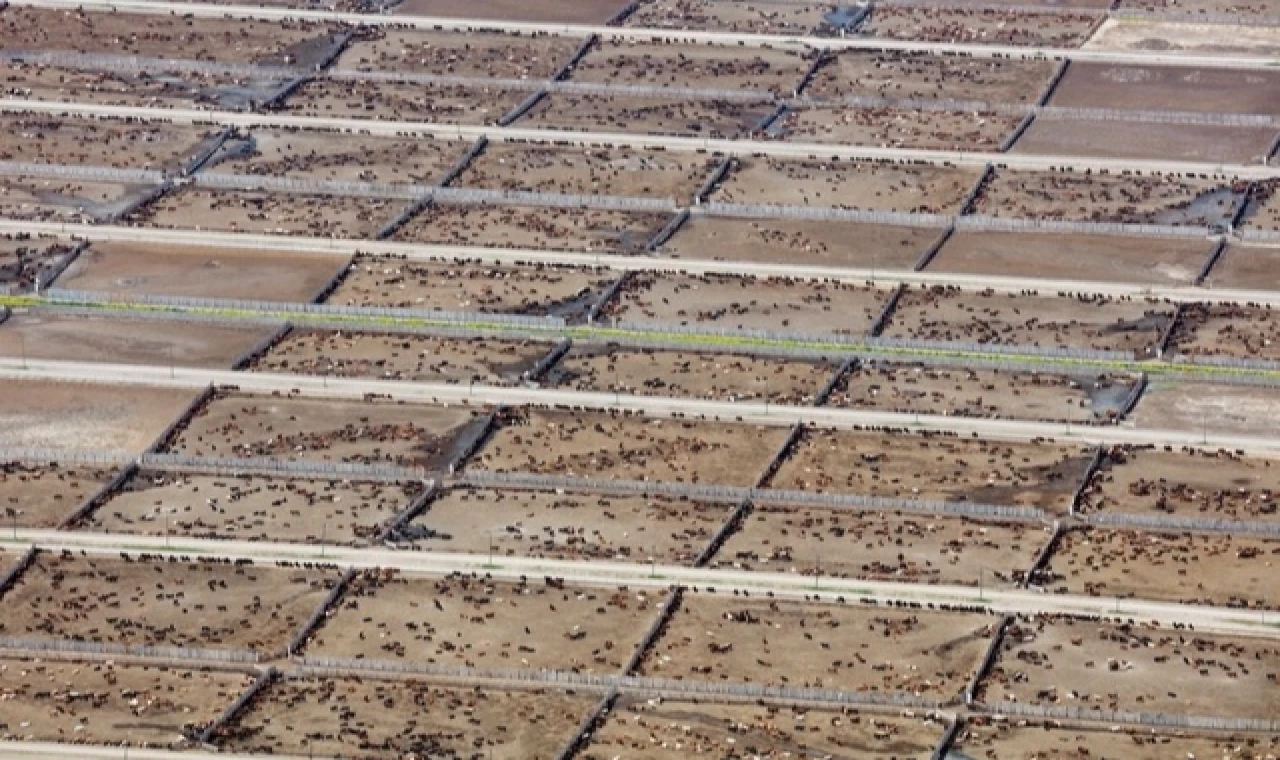 Endüstriyel hayvancılık küresel iklim hedeflerini tehdit ediyor