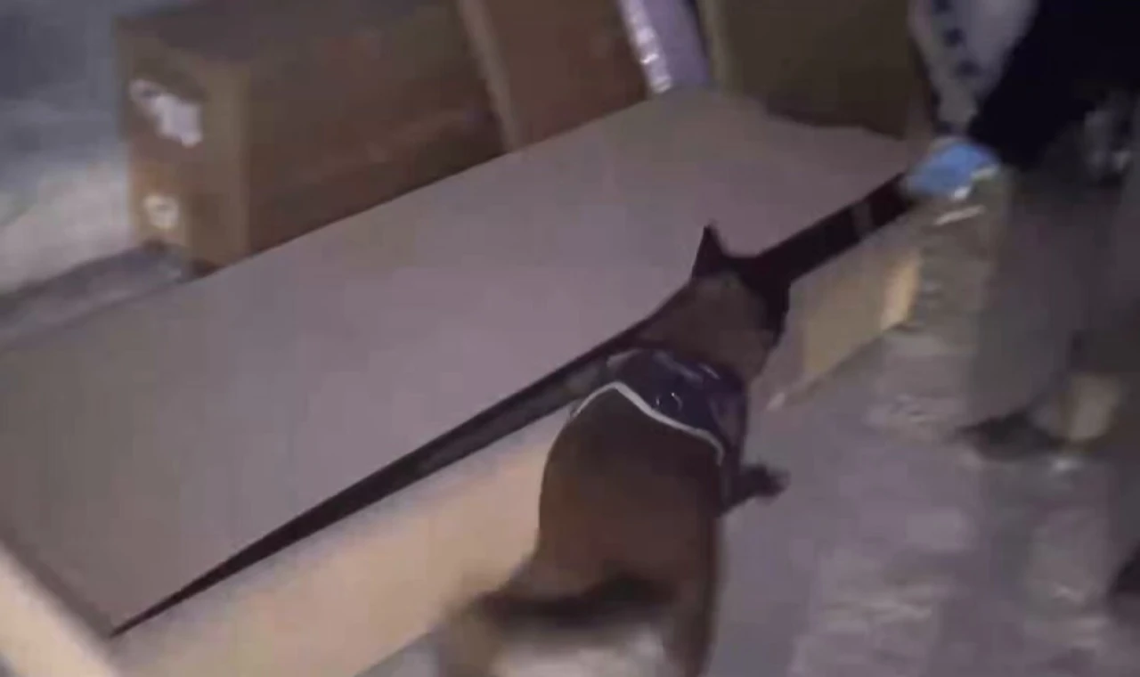 İstanbul’da hassas burun Leydi operasyonda