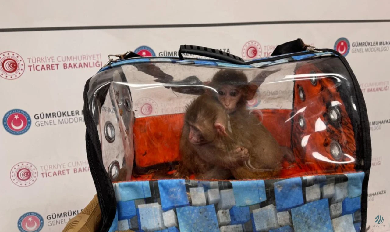 Ticaret Bakanlığı ekipleri 85 binden fazla canlı hayvan ele geçirdi