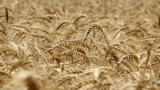 Namık Kemal Üniversitesinde 4 yerli buğday çeşidi geliştirildi