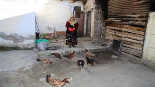 Öğretim görevlisinden tavukları telef olan kadına yardım eli