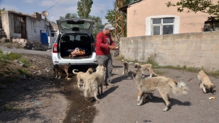 Baraj nedeniyle boşaltılan köyde sahipsiz kalan köpeklere vatandaşlar sahip çıkıyor 