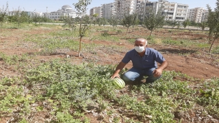 Diyarbakır Bağlar Belediyesinin yetiştirdiği organik meyveler ihtiyaç sahiplerine dağıtıldı