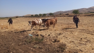 Elazığ’da çalınan inekler Şanlıurfa’da bulundu, 4 kişi gözaltına alındı 