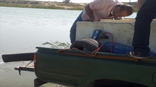 Tel Abyad’da göletlere yavru sazan balıkları bırakıldı