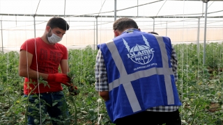 Hatay’daki Suriyeli aileler için tarımsal destek projesi 