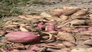 Bolu’da yetiştirilen tatlı patatesin hasadına başlandı
