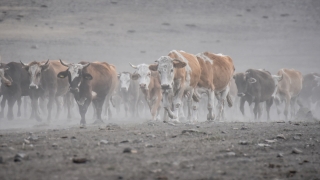 Kars’ta süt ineklerinin tozlu yolculuğu