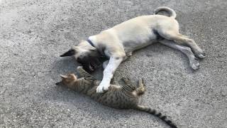Kedi ile köpeğin dostluğu görenleri şaşırtıyor