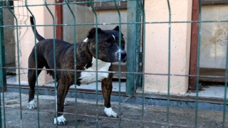 Sivas’ta ”tehlikeli ırk” köpek besleyen kişiye 9 bin 563 lira ceza