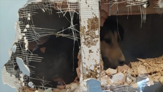 Kocaeli’de apartman boşluğuna düşen köpek kurtarıldı