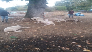 Çanakkale’de yıldırım düşmesi sonucu 13 koyun telef oldu
