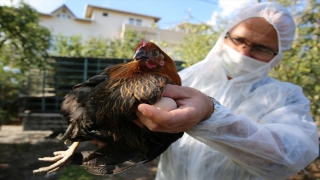 Kocaeli’de yüzde 50 hibeli tavuk desteği çiftçilerin yüzünü güldürdü