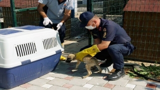 Adana’da terk edilmiş köpek yavrularına jandarma sahip çıktı
