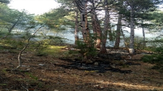 Kastamonu’da yıldırım düşmesi sonucu çıkan orman yangınında 1 hektar alan zarar gördü