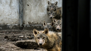 Mehmetçiğin dağda bulduğu kurt yavrularının Kars’taki tedavisi sürüyor