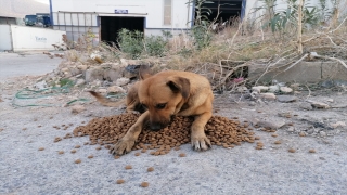Hatay’da yangın bölgesindeki sokak hayvanlarına 1 ton mama dağıtıldı