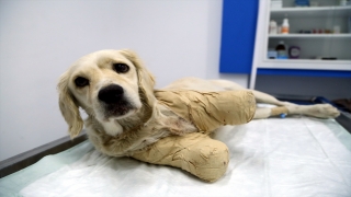 Samsun’da bacakları kesilmiş halde bulunan köpeğin durumu iyiye gidiyor