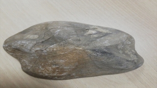 Çanakkale’de 2 deniz canlısı fosili ele geçirildi