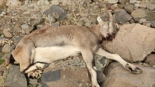 Tunceli’de koruma altındaki yaban keçisini avlayan kişiye para cezası kesildi