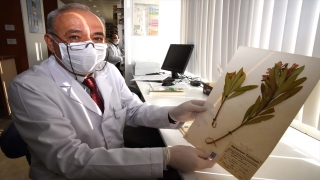 Selçuk Üniversitesi Herbaryumu 4 bin 500 bitki türüyle bilimsel çalışmalara katkı sağlıyor