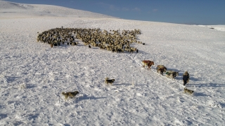 Van’da çobanlar aniden bastıran kar ve tipi nedeniyle zor anlar yaşadı