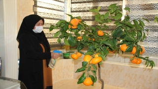 Kayseri’de bir aile, evlerindeki saksıda yetiştirdiği mandalinaları AK Partili Özhaseki ile topladı