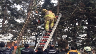 Budamak için çıktığı ağaçta elektrik akımına kapılan işçi yaralandı