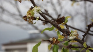 Amasya’da erik ağacı ocakta çiçek açtı