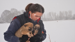 Kütahya’da hayvanseverler karda yiyecek bulmakta güçlük çeken sokak köpeklerini besledi
