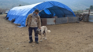 Gaziantep’te dişi köpek kendi yavrularının yanı sıra bir kuzuya da annelik ediyor