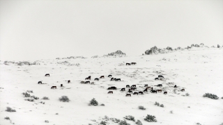 Akdağ ve Kumalar dağlarında kar üstünde yiyecek arayan yılkı atları görüntülendi