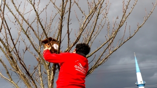Düzce’de genç gönüllüler kuşlar için yuva yaptı