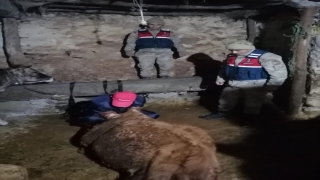 Sivas’ta jandarma ekipleri gebe inek için seferber oldu