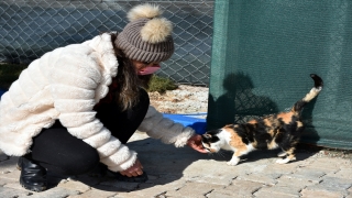 Kırıkkale’de engelli, hamile ve yavru kediler için ”Kedi Köyü” kuruldu