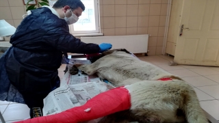 Kırşehir’de bir ayda 20 yaralı sokak ve yaban hayvanı tedavi edildi