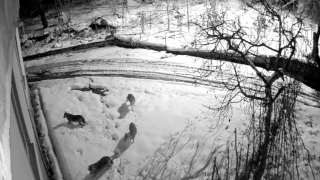 Giresun’da kar yağışı nedeniyle aç kalan kurtlar mahalleye indi