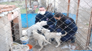 İnfaz koruma memurları cezaevi bahçesinde besledikleri sokak hayvanlarını sahiplendiriyor