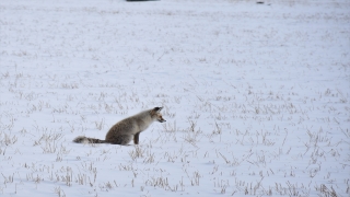 Kars’ta yaban hayvanları karla kaplı arazide yiyecek ararken görüntülendi