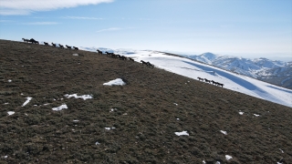 Emir Dağları’ndaki yılkı atları drone ile görüntülendi