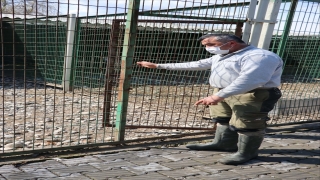 Zonguldak’taki alageyiğin tüfekle vurulmasına ilişkin hayvan bahçesi görevlisi yaşananları anlattı