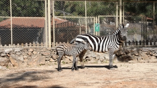 Antalya Hayvanat Bahçesi’ndeki bazı hayvanların doğum yapması sevindirdi