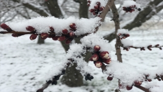 Malatya, Kahramanmaraş ve Şanlıurfa’da kar yağışı etkili oldu
