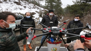 Bolu’da karaçam tohumları drone desteğiyle toprakla buluştu
