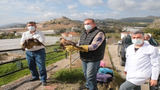 Antalya’da tedavileri tamamlanan üç şahin doğaya salındı