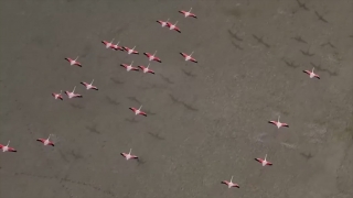 Yarışlı Gölü’ndeki flamingolar drone ile görüntülendi