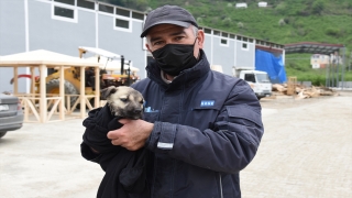 Giresun’da derede mahsur kalan köpek yavrusu kurtarıldı