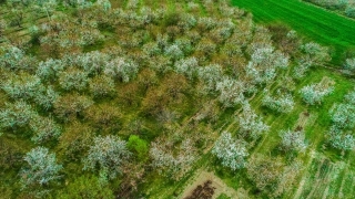 Afyonkarahisar’da çiçeklenen kiraz ağaçları güzelliğiyle göz kamaştırıyor