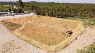 Mersin’de hasadı yapılan yerli Kunduru buğdayı un yapılarak vatandaşlara dağıtılacak