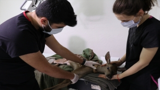 Bolu’da yaralı bulunan geyik yavrusu koruma altına alındı